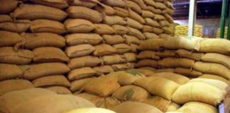 Rondônia pode alcançar 2,3 milhões de sacas de café conilon nesta safra