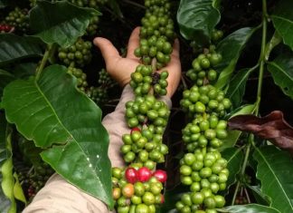 Café robusta atinge maior valor real desde 2016