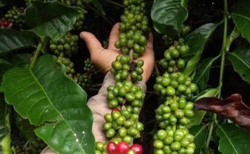 Café robusta atinge maior valor real desde 2016