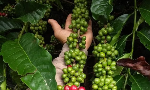 Recordes e proximidades: O impressionante avanço do café Conilon no mercado