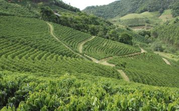 Insumos biológicos são aliados no enfrentamento de desafios da cafeicultura