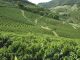 Cafeicultura do Espírito Santo em destaque na Europa