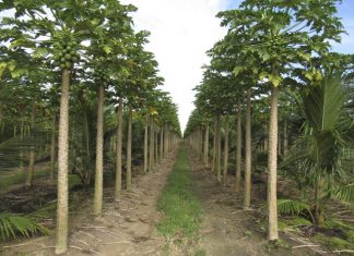 Ataque de ácaro afeta produção de mamão no Norte do ES e no Oeste da BA