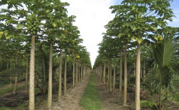 Cadastro de lavouras de mamão agora é obrigatório no ES