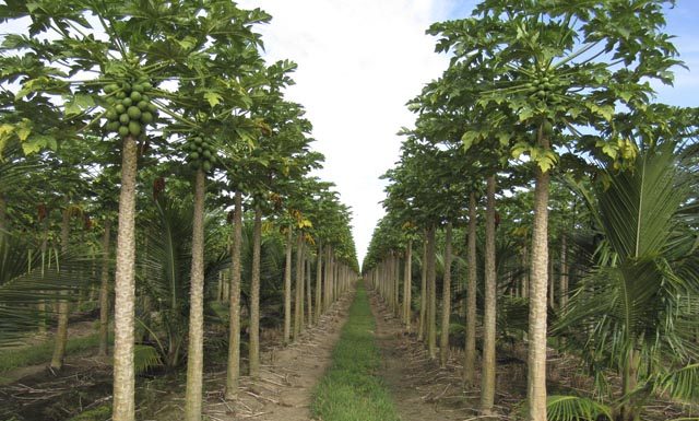Cadastro de lavouras de mamão agora é obrigatório no ES