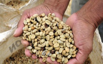 Safra de café robusta no mundo deve atingir 74 milhões de sacas