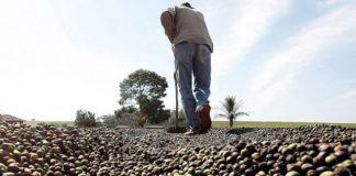 Senar-ES e Sebrae levam oficinas sobre cafés especiais para a Agro+