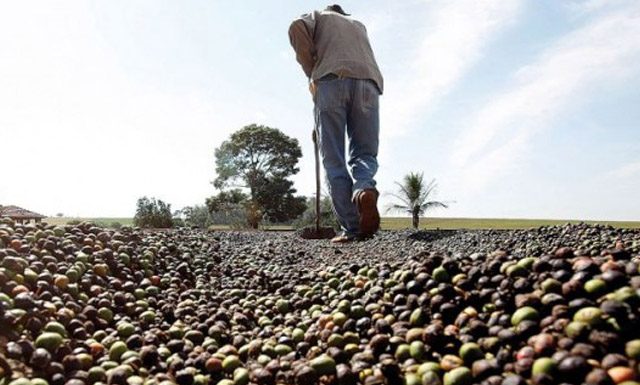 Senar-ES e Sebrae levam oficinas sobre cafés especiais para a Agro+