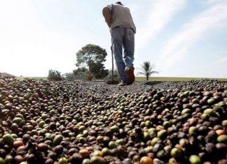 IBGE eleva previsão de safra de café do Brasil em 2019, com ajuste no arábica