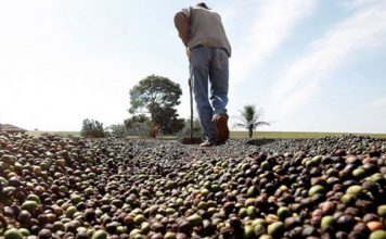 IBGE eleva previsão de safra de café do Brasil em 2019, com ajuste no arábica