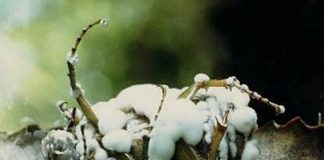 Mapa registra 22 defensivos agrícolas genéricos, incluindo produtos biológicos