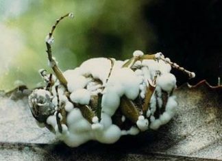 Mapa registra recorde de 95 defensivos de controle biológico em 2020