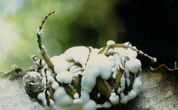 Mapa registra 22 defensivos agrícolas genéricos, incluindo produtos biológicos