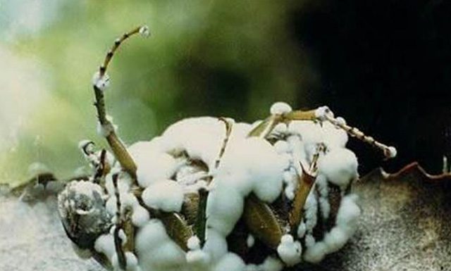 Mapa registra 22 defensivos agrícolas genéricos, incluindo produtos biológicos