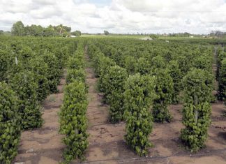 Proposta permite que produtores utilizem o CAR para apuração de ITR