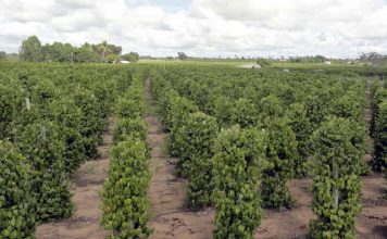 Encontro sobre a cultura da pimenta-do-reino para agricultores em Ponto Belo