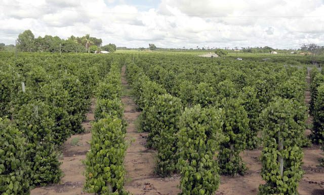 Projeto piloto da pimenta-do-reino da Cooabriel chega aos três meses de negócios com os cooperados