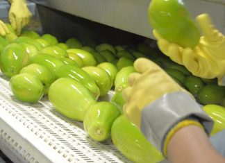 Oferta de havaí deve aumentar em setembro