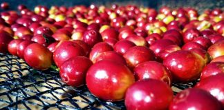 Brasil apoia movimento que sensibilize indústria a fomentar renda do cafeicultor