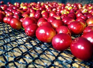 Segundo consultoria, Brasil já colheu 16% da safra de café