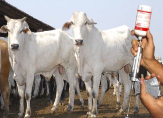 Vacinação contra febre aftosa será suspensa em mais sete estados a partir de 2024