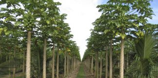 Mamão: Calor acelera maturação das frutas