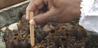 Produtividade do mel de abelhas sem ferrão colhido em aldeias indígenas de Aracruz supera expectativa