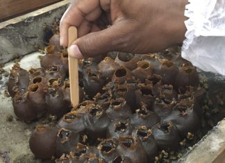 Produtividade do mel de abelhas sem ferrão colhido em aldeias indígenas de Aracruz supera expectativa