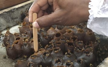Produtividade do mel de abelhas sem ferrão colhido em aldeias indígenas de Aracruz supera expectativa