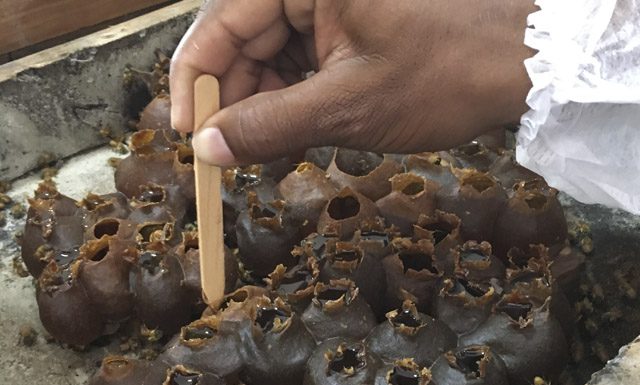 Produtividade do mel de abelhas sem ferrão colhido em aldeias indígenas de Aracruz supera expectativa