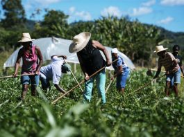 Mapa destina R$ 5 milhões para formação de estoques da agricultura familiar