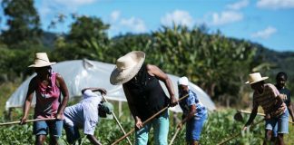Produção agrícola atrai pessoas do meio urbano no ES