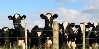 IC-Agro marca 111,3 pontos e indica otimismo