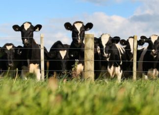 Ministério discute políticas para melhorar a competitividade dos produtores de leite