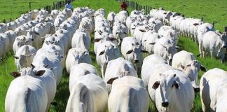 Prorrogada etapa de vacinação contra febre aftosa no Espírito Santo