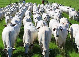 Prorrogada etapa de vacinação contra febre aftosa no Espírito Santo