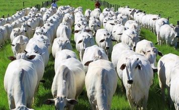 Brasil se tornou maior exportador de carne para a China