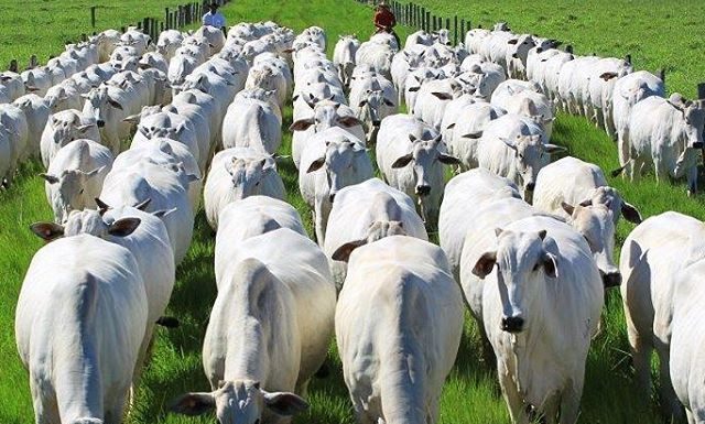 Ministério da Agricultura inverte vacinação contra febre aftosa em 2022