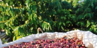 ApexBrasil renova projeto com a BSCA para a promoção de exportações de cafés especiais do país