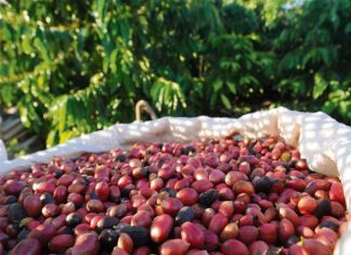 Feira na Europa deve render US$ 146,3 mi ao setor de cafés especiais do Brasil