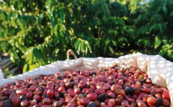 ApexBrasil renova projeto com a BSCA para a promoção de exportações de cafés especiais do país