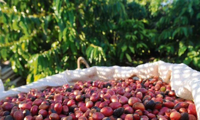 Conab altera período de levantamento da safra de café