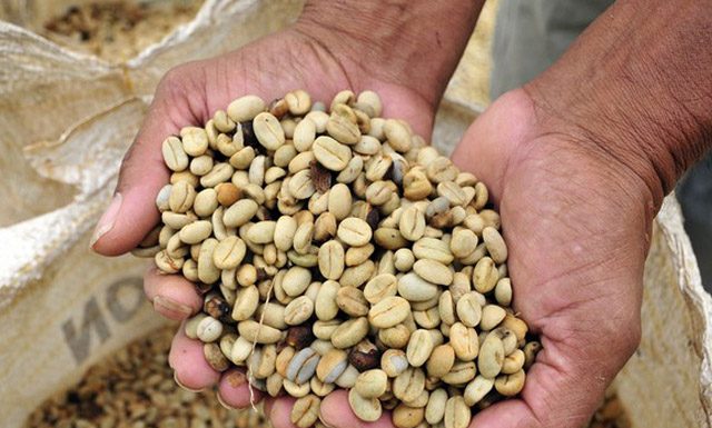 Tempo favorece a colheita, mas pressiona os preços do café