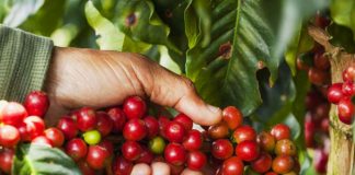 Produtoras de MG e ES vencem 19º Concurso Nacional ABIC de Qualidade do Café – Safra 2022