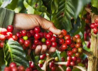 Entidades debatem sobre contratação temporária para colheita da safra cafeeira