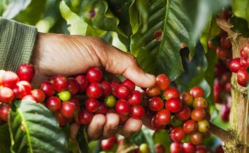 Alta nos preços ainda não remunera dignamente os cafeicultores