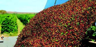 Levantamento indica produção de 50,92 milhões de sacas de café em 2019