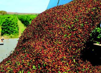 Estimativa da Conab indica redução de 20,5% na safra de café este ano