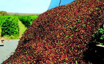 Estimativa da Conab indica redução de 20,5% na safra de café este ano