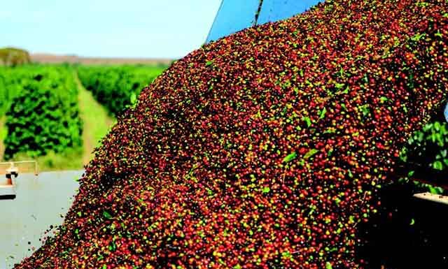 Mesmo com boa exportação, café não gera renda ao produtor